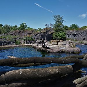 California Sealion exhibit