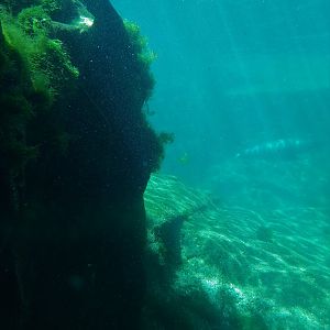 Sealion underwater viewing