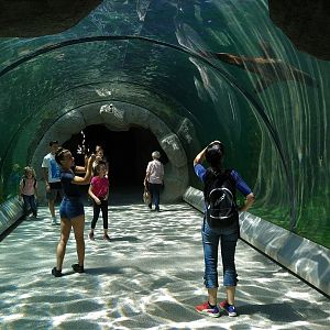 Underwater viewing tunnel