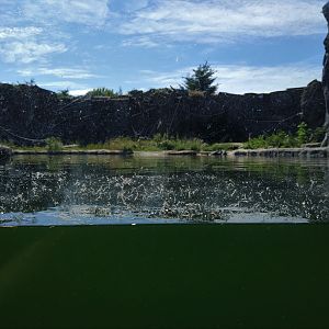 Polar Bear water viewing
