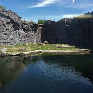 Dwarf Polar Bear Exhibit