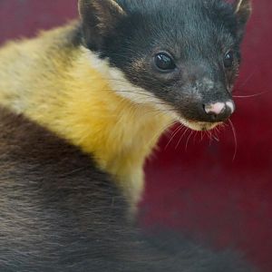 Yellow-throated marten