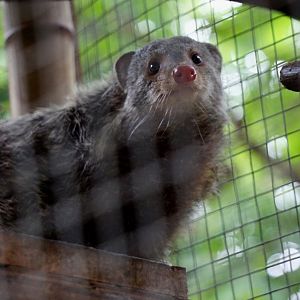 Crab-eating mongoose