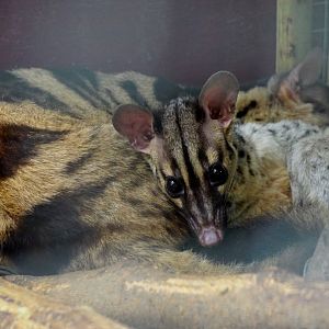 Owston's palm civet