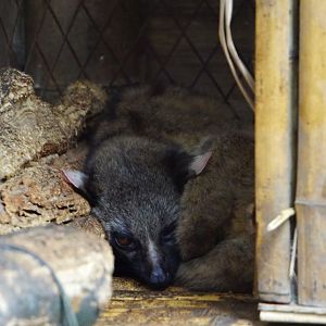 Three-toothed palm civet
