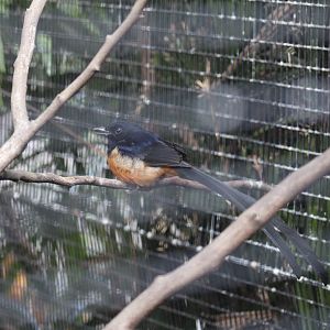 White-Rumped Shama