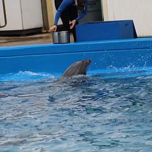 Common DolphinXBottlenose Dolphin