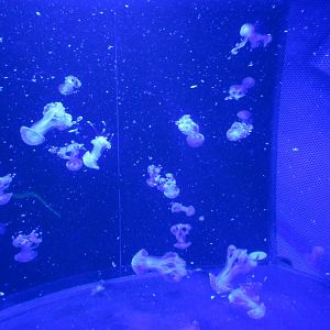 Curious Creatures Construction & Changes Update