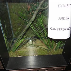 Curious Creatures Construction & Changes Update