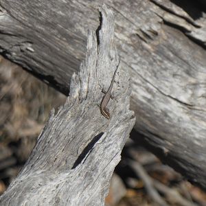Buchanan's Snake-eyed Skink (Cryptoblepharus buchananii)