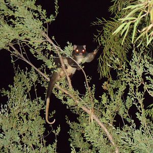 Western Ringtail Possum (Pseudocheirus occidentalis)