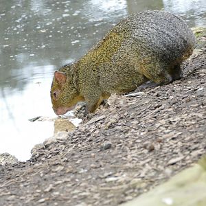 Azara's agouti, April 2018