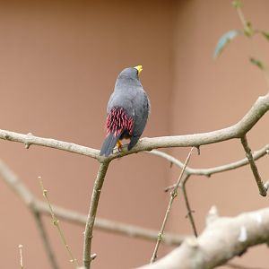 Gems of the Jungle, April 2018