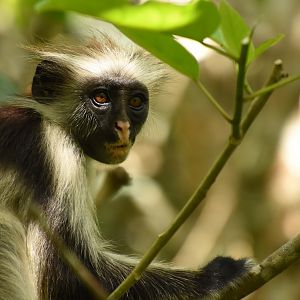 Zanzibar red colobus