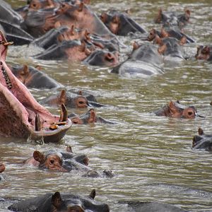 Common hippo pod
