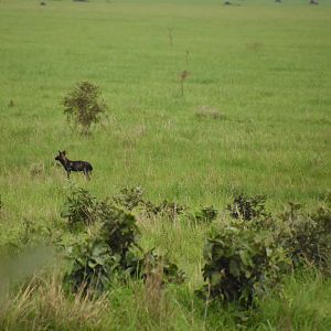 African wild dog