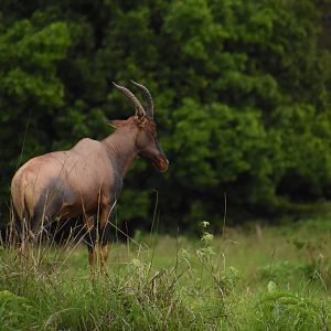The infamous Ruaha topi
