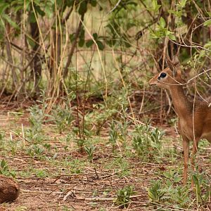 Thomas's dikdik