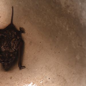 Lesser free-tailed bat