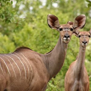 Greater kudu