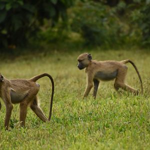 Yellow baboon