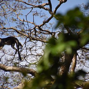 Udzungwa red colobus