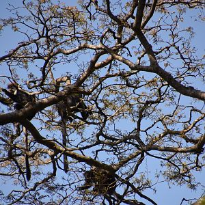 Udzungwa red colobus