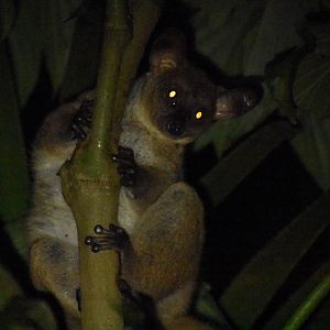 Garnett's galago