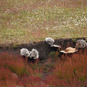 Humboldt's hog-nosed skunk