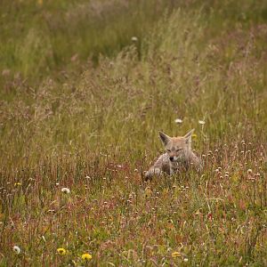 Patagonian grey fox
