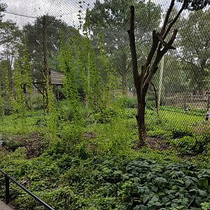 Crane - Guineafowl-aviary