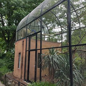 Hyacinthine macaw-aviary