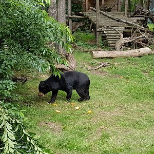 Sun bear