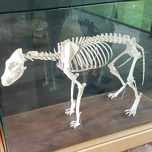Skeleton Sun bear