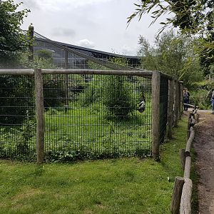 Saddle-billed stork-aviary