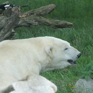 Polar bear and magpie