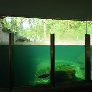 Humboldt penguin - underwater view