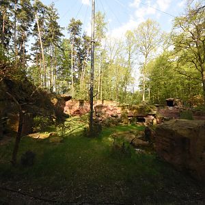 Bearded vulture mixed aviary