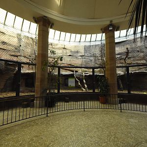 Carnivore house - Lion indoors