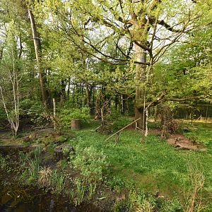 Yellow-throated marten enclosure