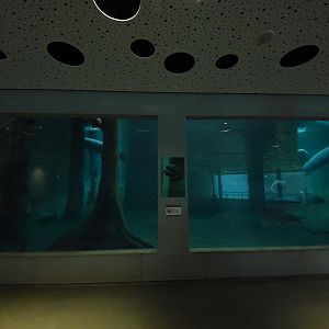 Manatee underwater view