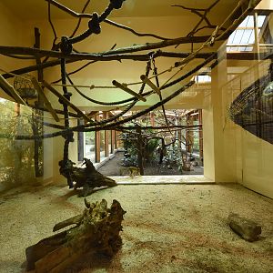 Squirrel monkey indoors