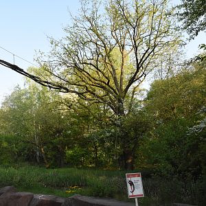 Squirrel monkey - Main outdoor enclosure