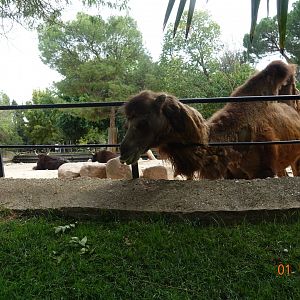Zoo Aquarium de Madrid 1.10.17
