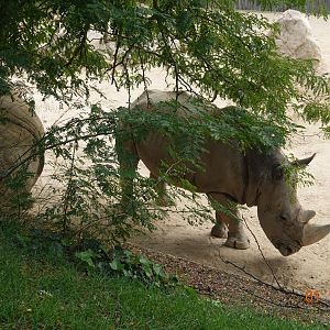 Zoo Aquarium de Madrid 1.10.17