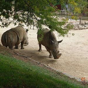 Zoo Aquarium de Madrid 1.10.17