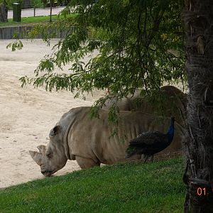 Zoo Aquarium de Madrid 1.10.17