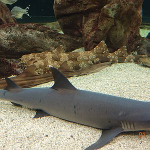 Zoo Aquarium de Madrid 1.10.17