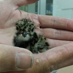 Rescued Northern lapwing-chick