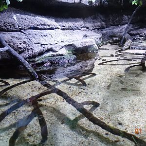 Zoo Aquarium de Madrid 1.10.17
